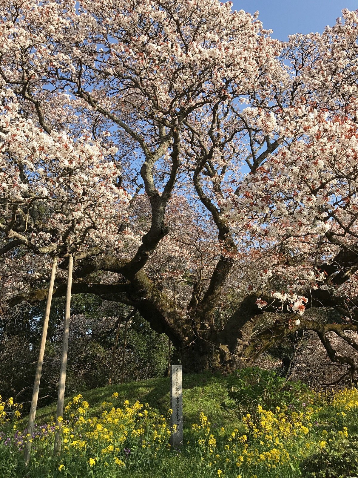 🌸 요시타카의 큰 벚나무(요시타카노오자쿠라) 이미지 8